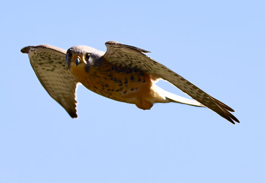 Oiseaux