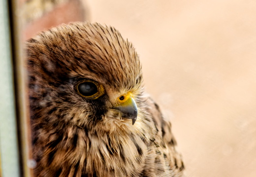 Animaux