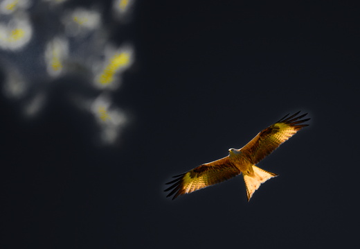Tête en l'air
